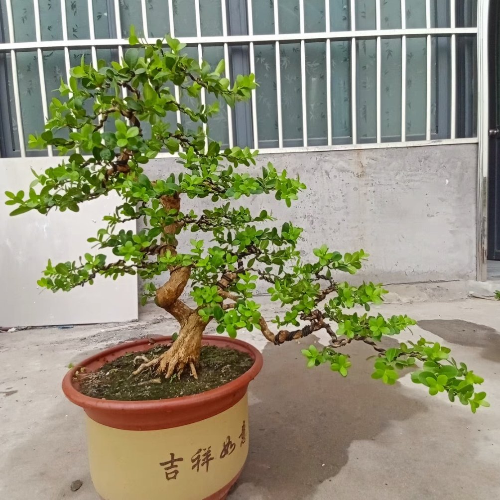 保定府阿辉
